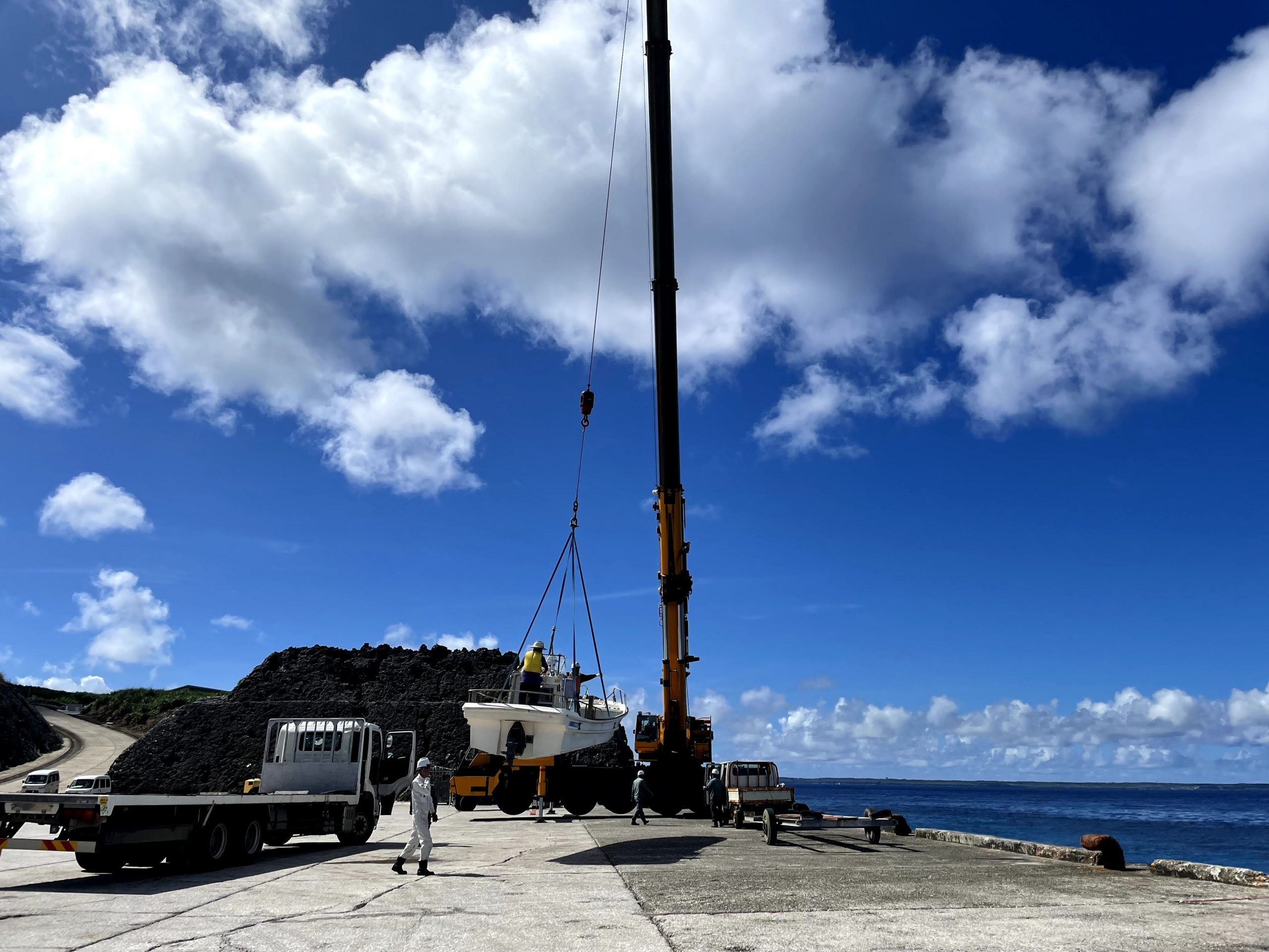 大物 ソテツ 極太の3本立ち 13号鉢前後 北海道、離島、沖縄不可。
