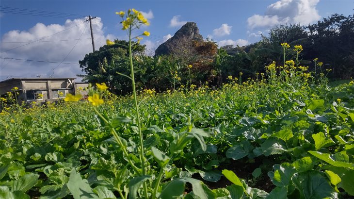 伊江島に自生する菜の花「まーな」の料理を紹介します！