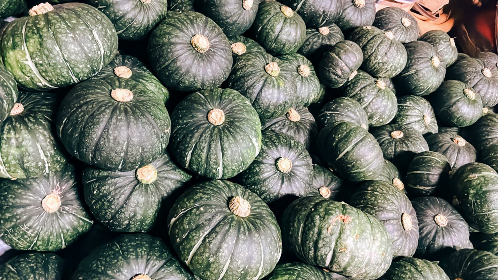 北大東島のかぼちゃ - 沖縄離島ブログライターズ