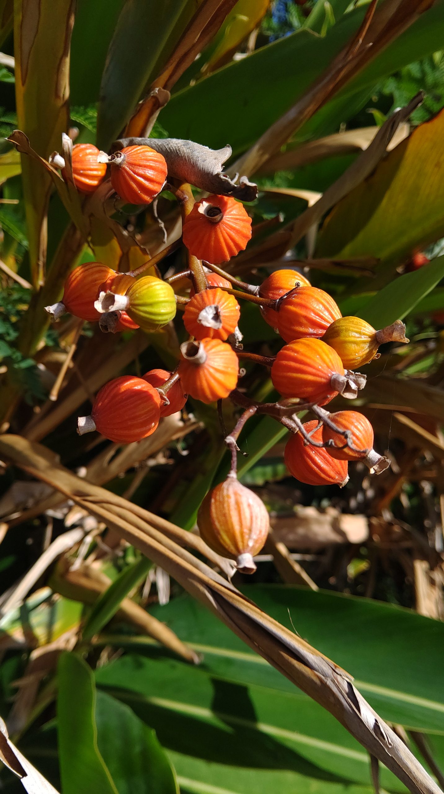 サンニン（月桃）の秘密 あなたの側に月桃を - 沖縄離島ブログライターズ
