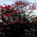 沖縄の離島「伊江島」に咲く秋の花｜リュウゼツラン・トックリキワタ