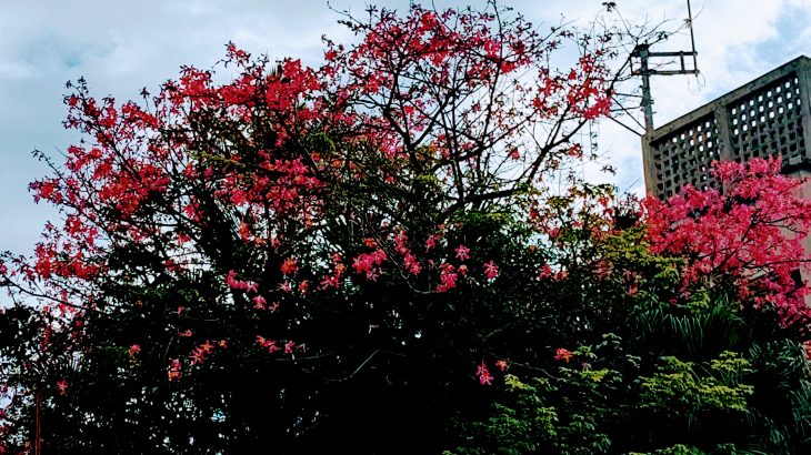 沖縄の離島「伊江島」に咲く秋の花｜リュウゼツラン・トックリキワタ