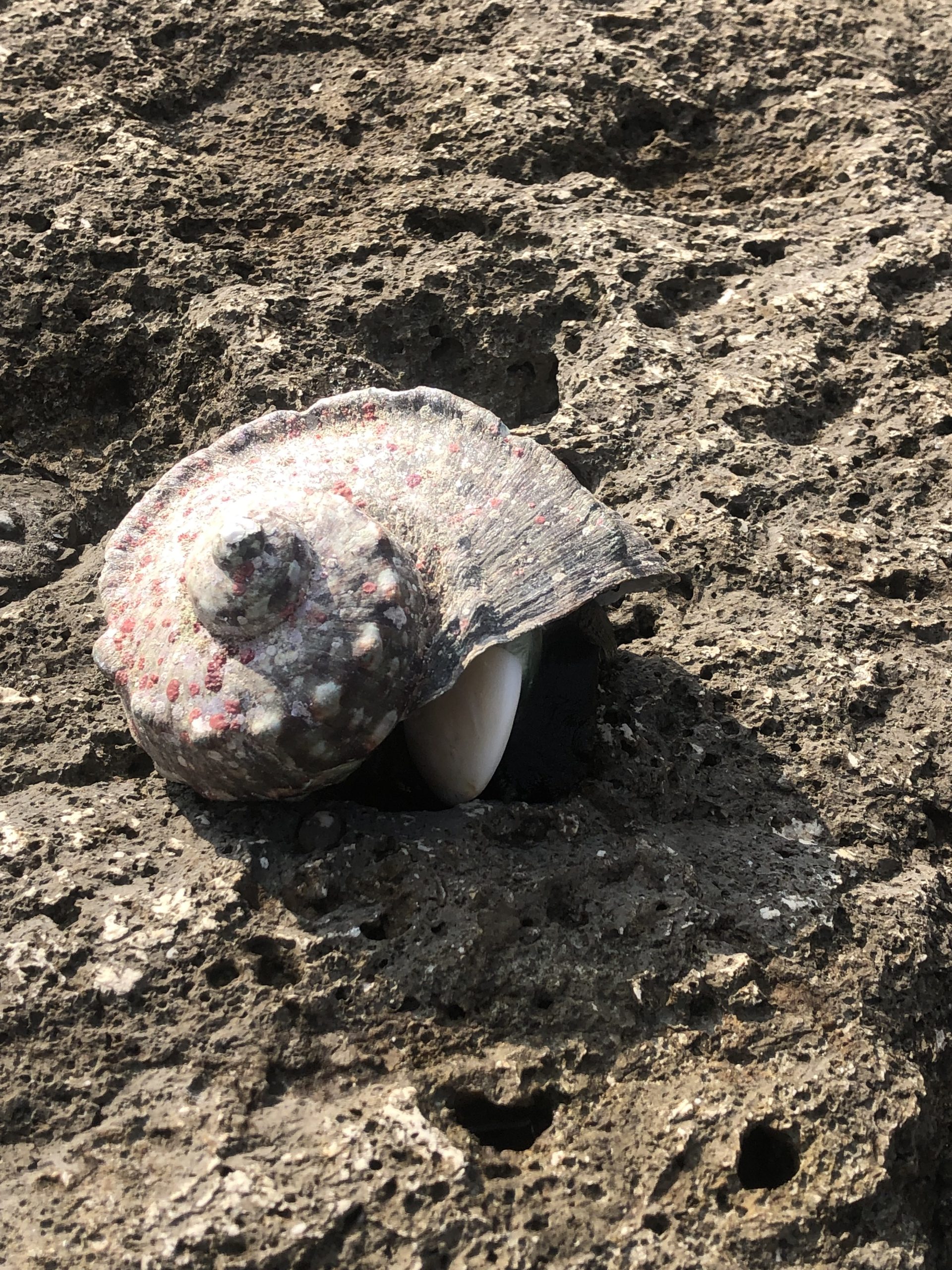 沖縄の離島・伊江島で散歩中に「夜光貝」を発見！ - 沖縄離島ブログ