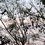 伊江島の城山のモクマオウの樹にコウモリが大量発生
