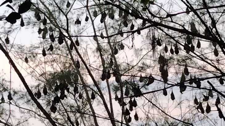 伊江島の城山のモクマオウの樹にコウモリが大量発生